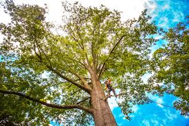 Best Hazardous Tree Removal  in Hoer, OK