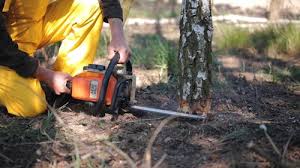 Best Palm Tree Trimming  in Hoer, OK