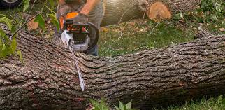 Best Tree Risk Assessment  in Hoer, OK