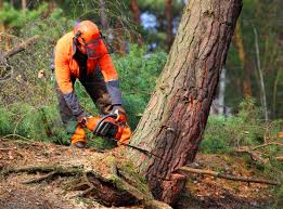 Best Leaf Removal  in Hoer, OK