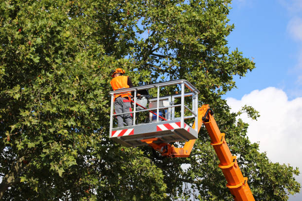 Reliable Hooker, OK Tree Services Solutions