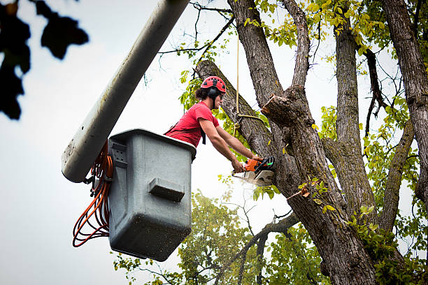 Best Firewood Processing and Delivery  in Hoer, OK