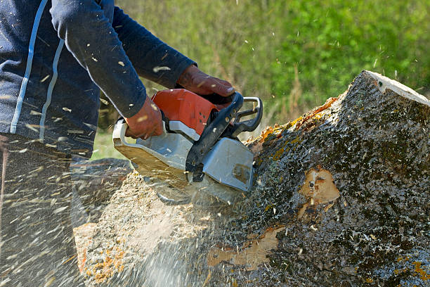 Best Commercial Tree Services  in Hoer, OK