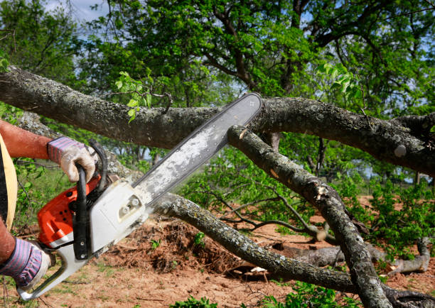 Best Seasonal Cleanup (Spring/Fall)  in Hoer, OK