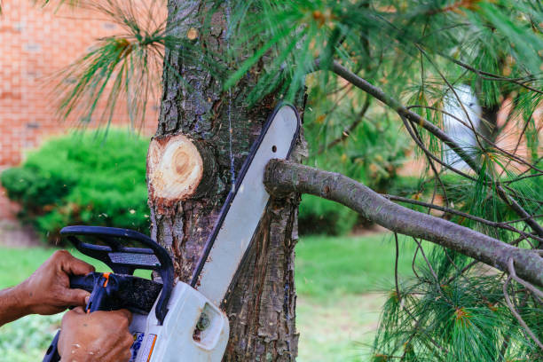 Best Emergency Tree Removal  in Hoer, OK